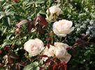 Faith Whittlesey ™ rose photo