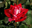 Code of Honor rose photo