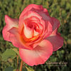 Summer of Love rose photo
