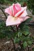 John C.M. Mensing rose photo