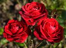 Humanity rose photo