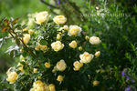 Sweet Memories rose photo