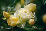 Sweet Memories rose photo