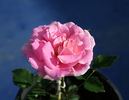 11 2i 6j 1 rose photo