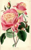 Triomphe du Luxembourg rose photo
