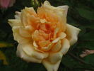 Mademoiselle Jeanne Phillipe rose photo