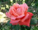 Sanka rose photo