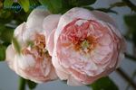 Country Living rose photo