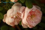 Country Living rose photo