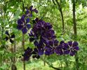 Gipsy Queen clematis photo