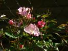 Heideröslein rose photo