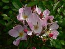 Heideröslein rose photo