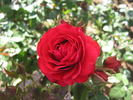 Carmen de Bencomo rose photo