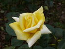 Citrina rose photo