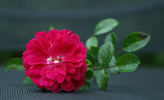 Babette rose photo