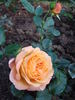 Ibiza rose photo