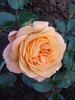 Ibiza rose photo
