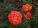 Florett rose photo