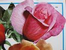 Cina rose photo