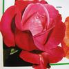 Gamma rose photo