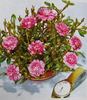 Bombon rose photo