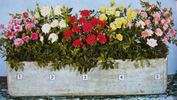Bombon rose photo