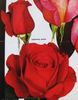 Joséphine Baker rose photo