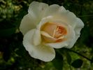 Julia Renaissance rose photo