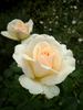 Julia Renaissance rose photo