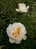 Julia Renaissance rose photo