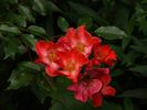 Carmargue rose photo