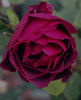 Dinah rose photo