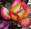 Oscar Rovescalli rose photo
