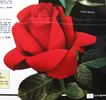 Fuoco Magico rose photo