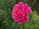 Saint-Exupéry ® rose photo