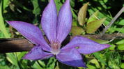 Julka clematis photo