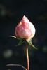 Walküre rose photo