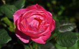 Madame de Staël rose photo