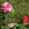 Chanson rose photo