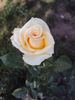 FRYdesire rose photo
