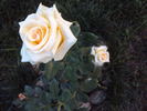 FRYdesire rose photo