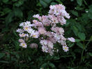 Claire Jolly rose photo