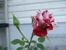 Hurdy Gurdy rose photo