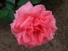 Pariser Charme rose photo