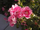 Funny Face ™ rose photo