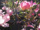 Rainbow Knock Out ® rose photo
