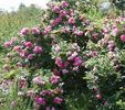 STRolen rose photo