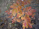 <i>Rosa laxa</i> Retzius rose photo