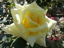 Twenty First Century rose photo