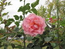 Picture, Cl. rose photo